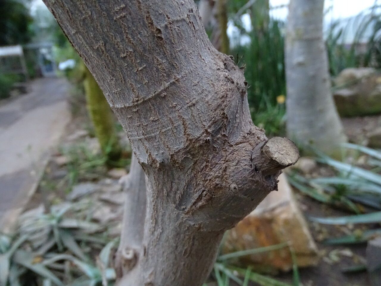 Gymnanthemum coloratum bark