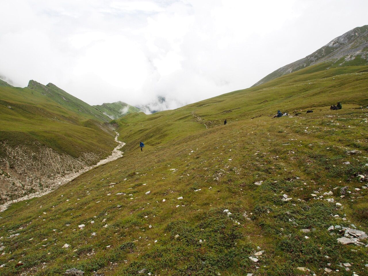 Pedicularis trichoglossa other
