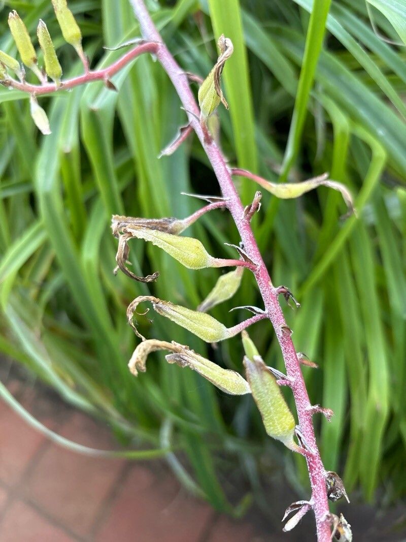 Pitcairnia breedlovei leaf
