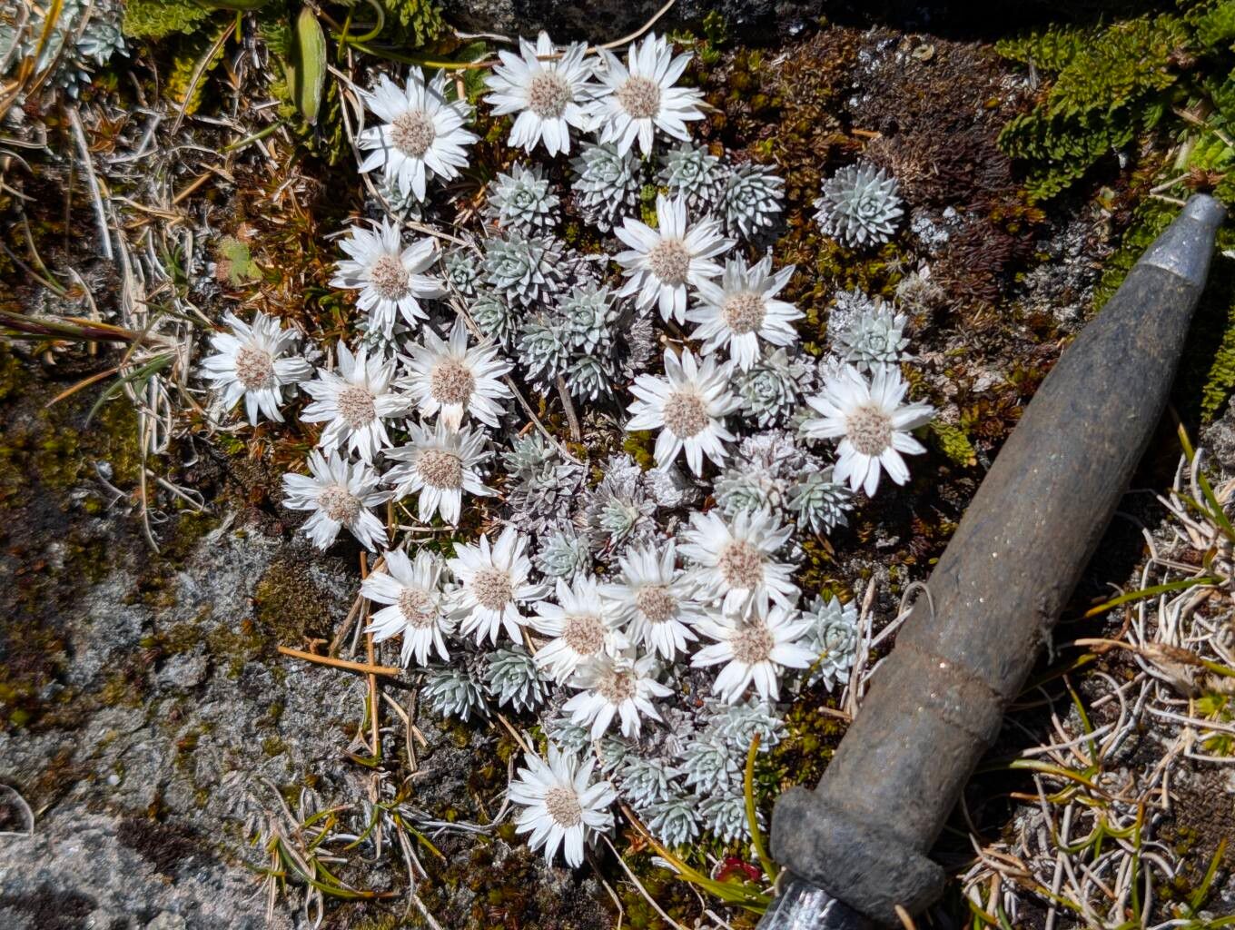 Celmisia sessiliflora flower