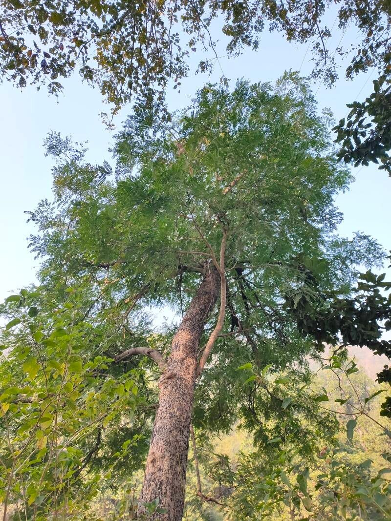 Albizia odoratissima — houseplant care guide