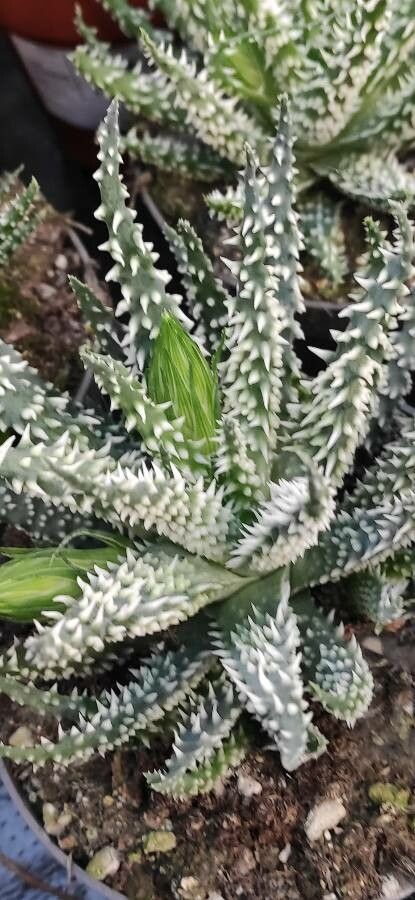 Aloe humilis