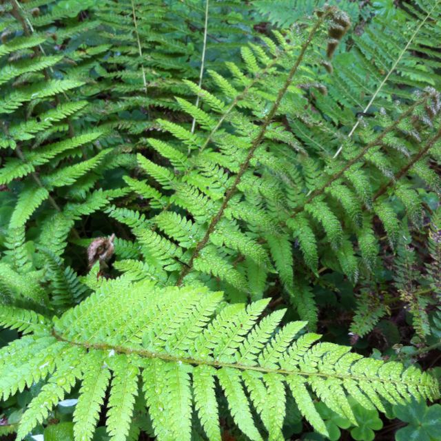 Polystichum dudleyi leaf