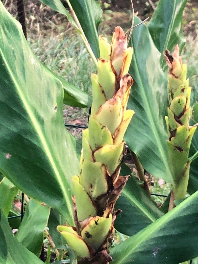 Hedychium wardii flower