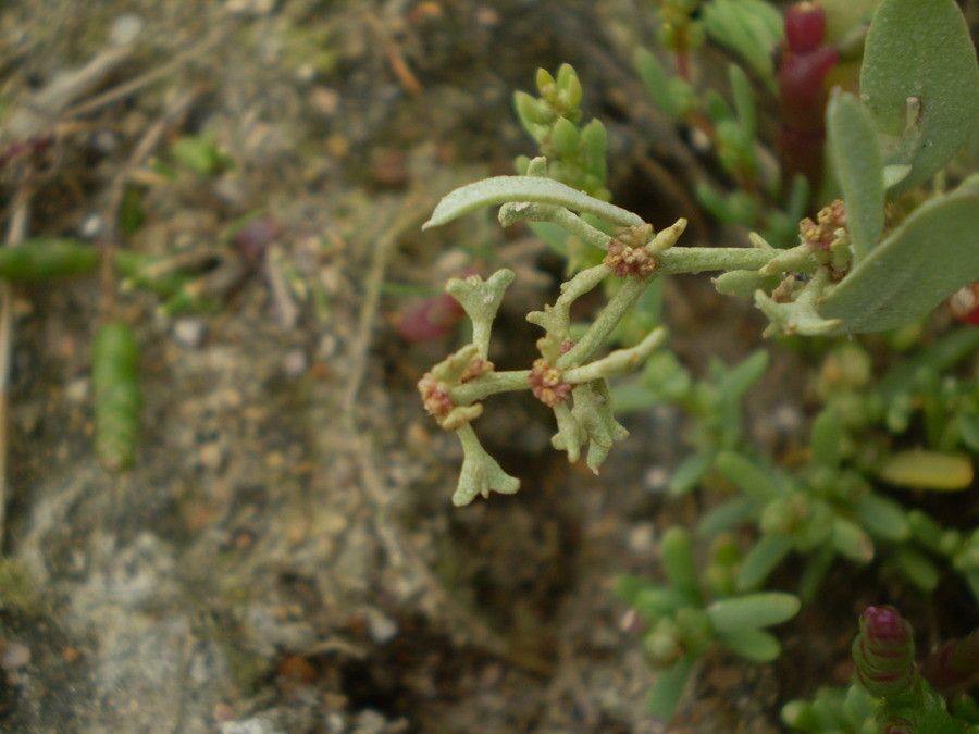 Atriplex pedunculata habit