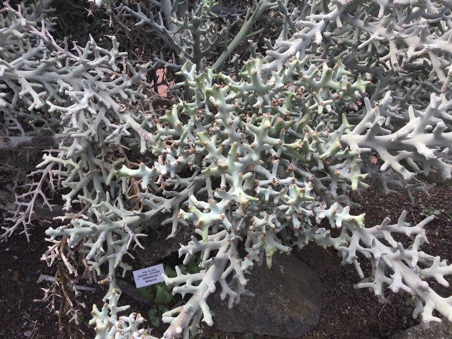 Euphorbia stenoclada — search result for 'Euphorbia'