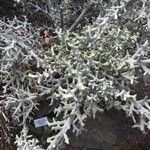 Euphorbia stenoclada