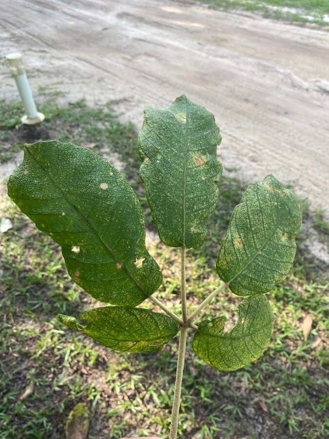 Zeyheria tuberculosa leaf