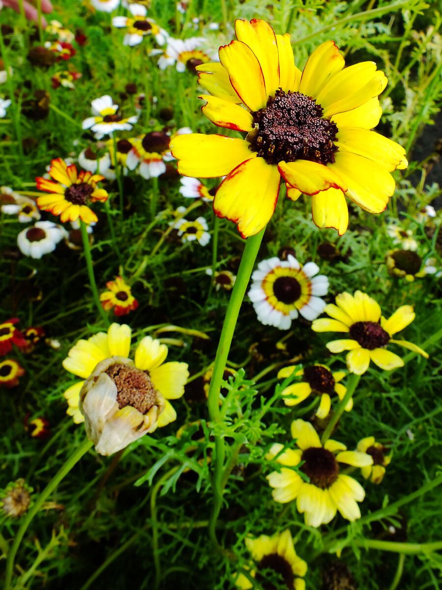 Ismelia carinata habit