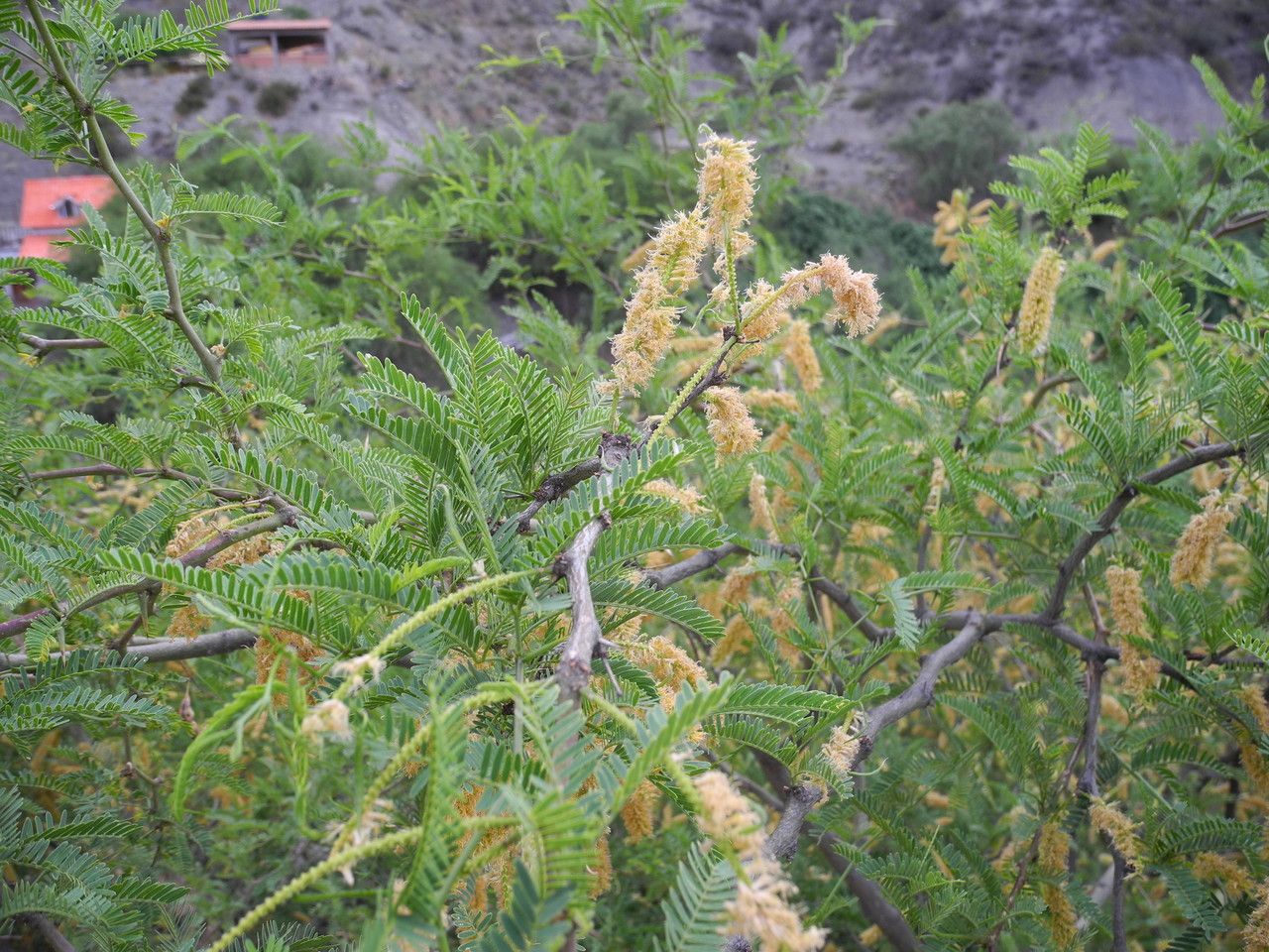 Prosopis laevigata habit