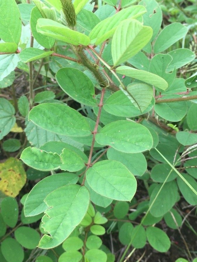 Indigofera hirsuta