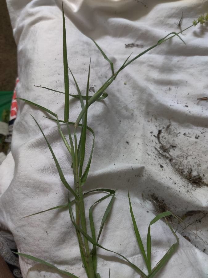 Cenchrus longispinus — houseplant care guide