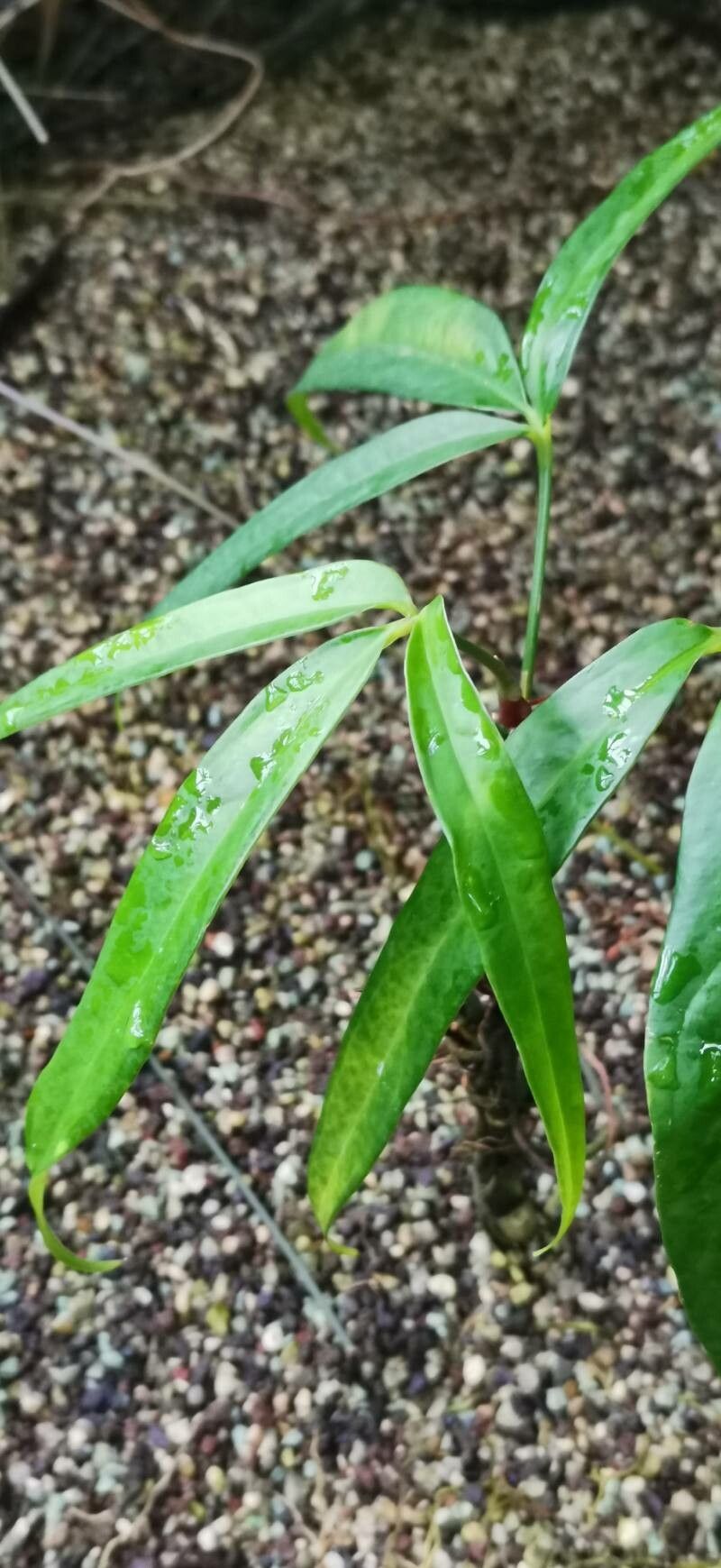 Anthurium pentaphyllum leaf