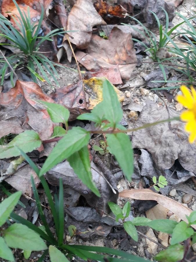 Heliopsis buphthalmoides leaf