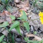 Acmella oppositifolia