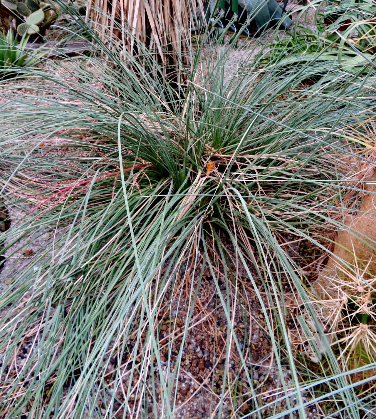 Beaucarnea hookeri habit