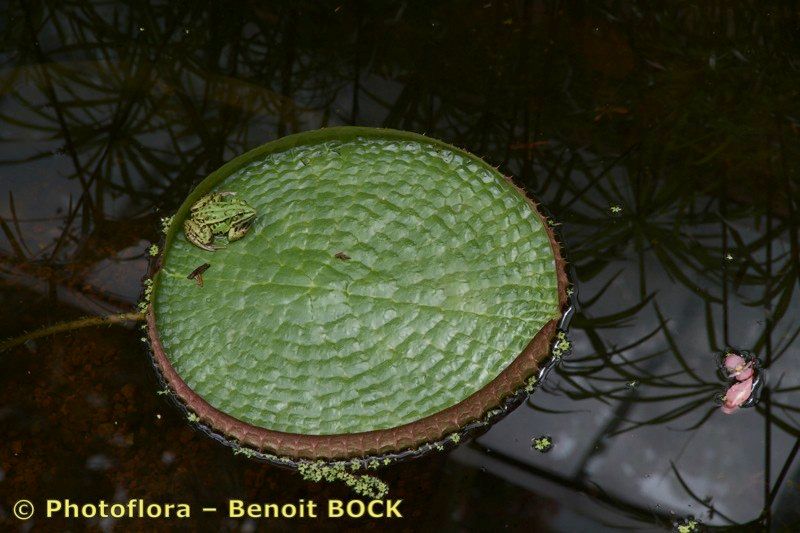 Victoria regia other