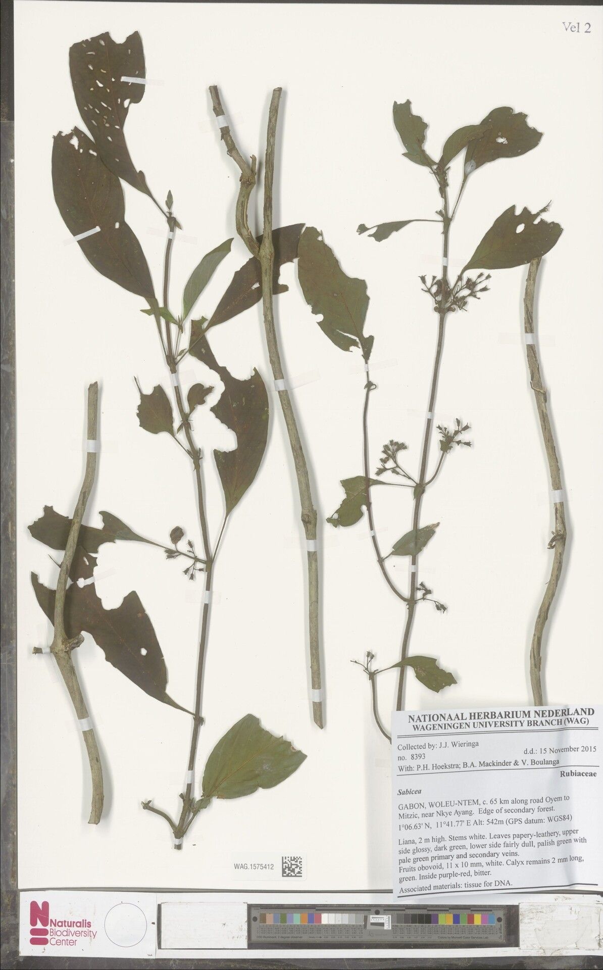 Sabicea laxa — houseplant care guide