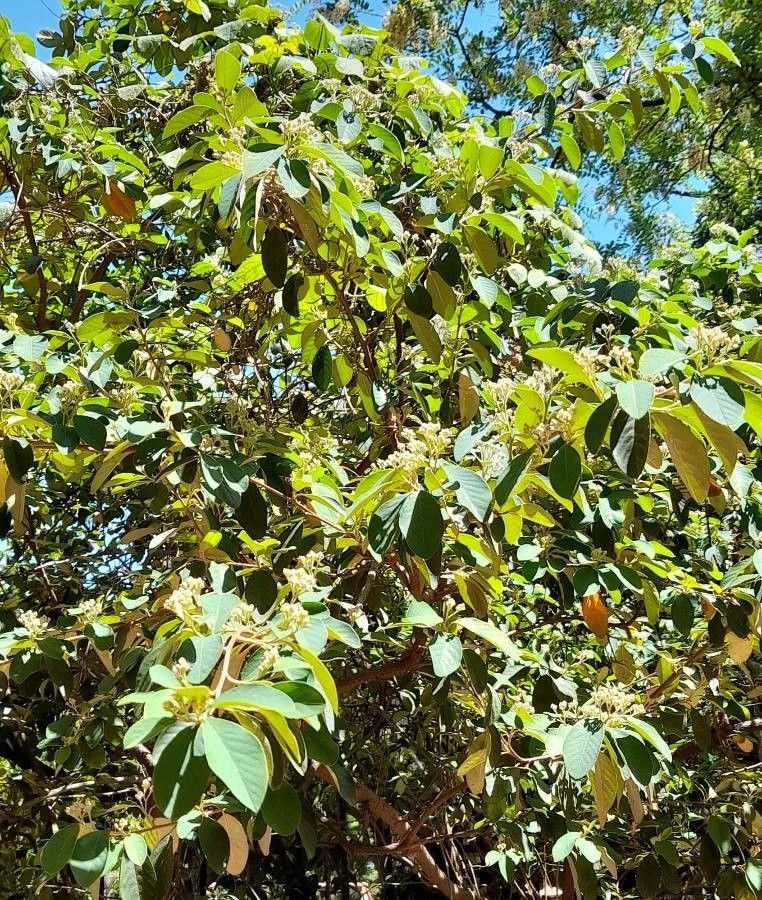 Cotoneaster glaucophyllus habit