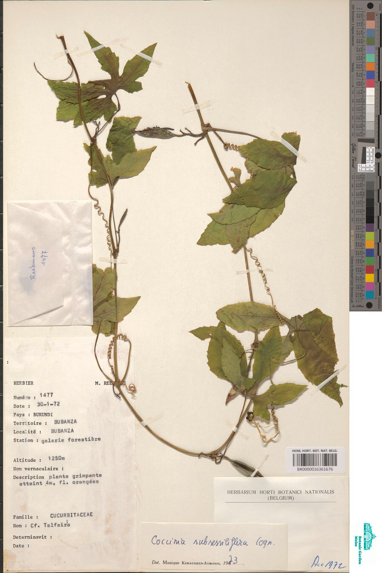 Coccinia subsessiliflora — houseplant care guide