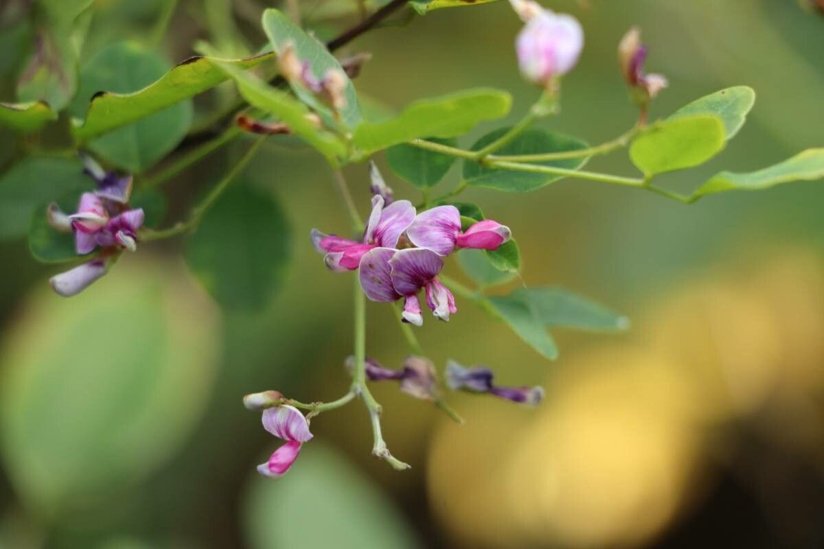 Lespedeza homoloba — search result for 'Lespedeza'
