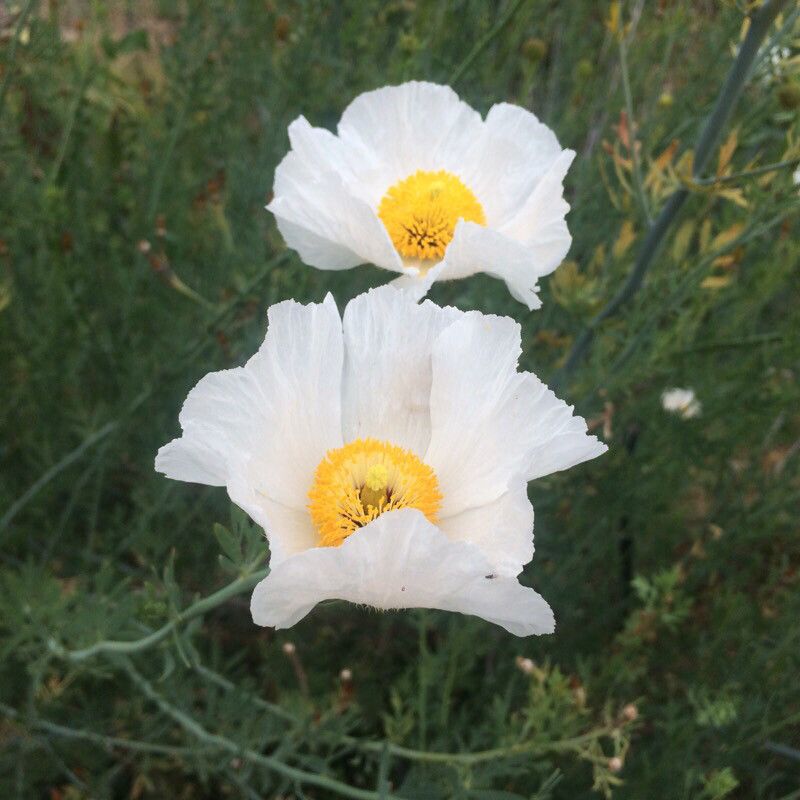 Romneya trichocalyx flower
