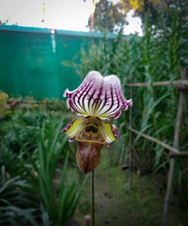 Paphiopedilum fairrieanum — search result for 'Paphiopedilum'