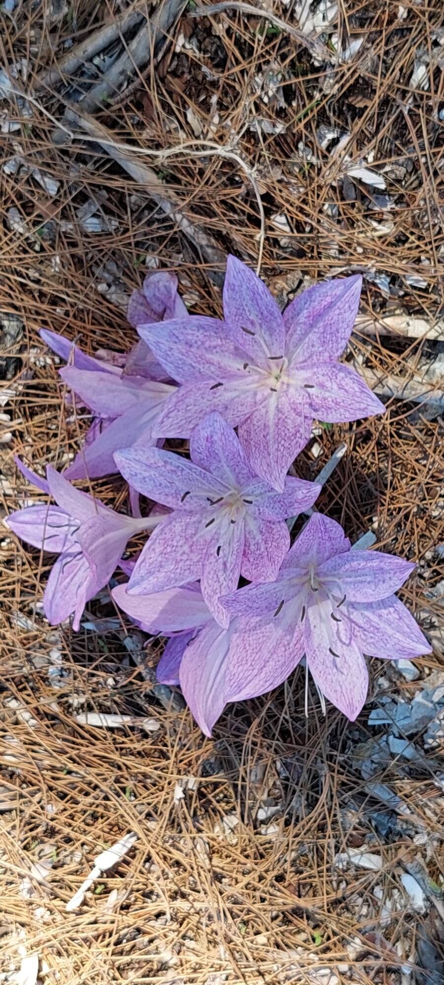 Colchicum macrophyllum flower