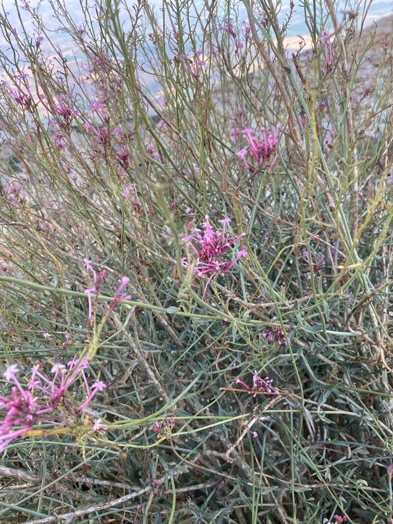Centranthus longiflorus habit