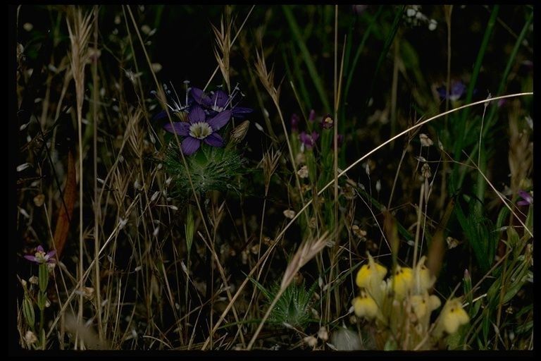Navarretia viscidula habit