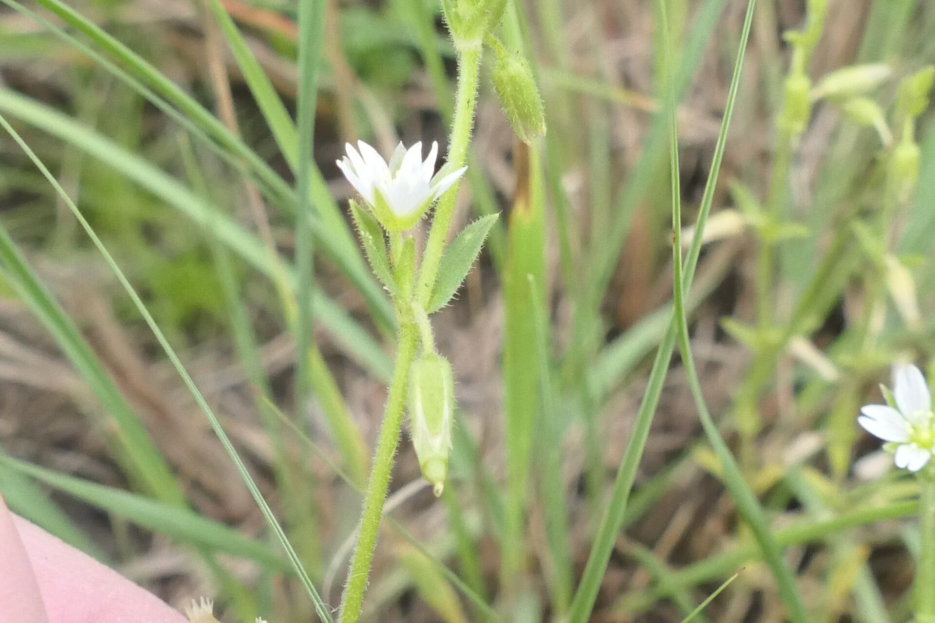 Cerastium arabidis habit