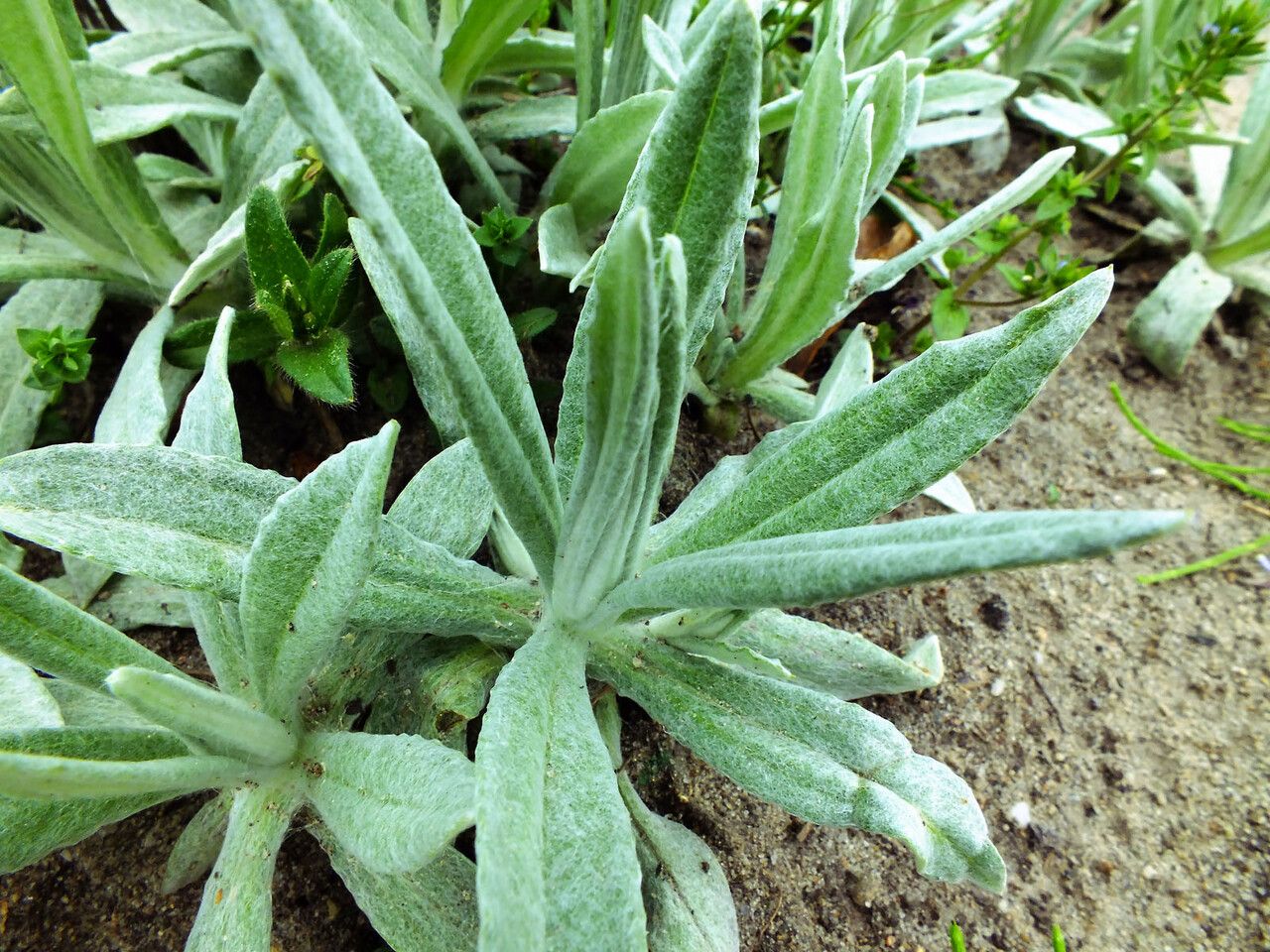 Pseudognaphalium stramineum — search result for 'Pseudognaphalium'