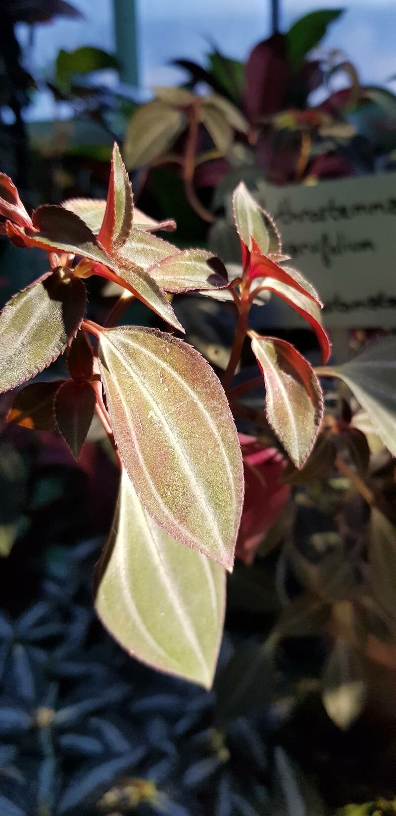 Arthrostemma parvifolium — related species from the same genus