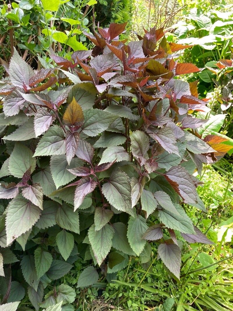 Eupatorium rugosum habit