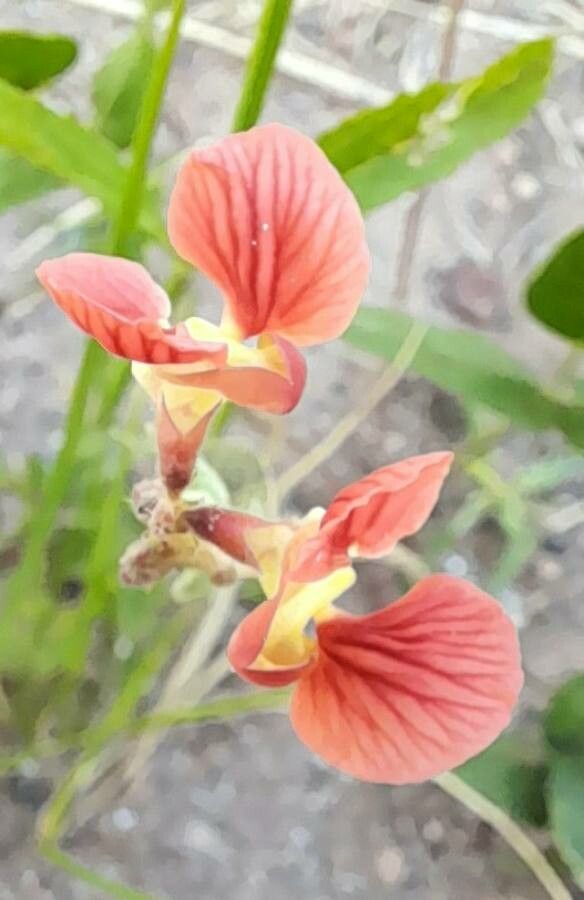 Macroptilium prostratum flower