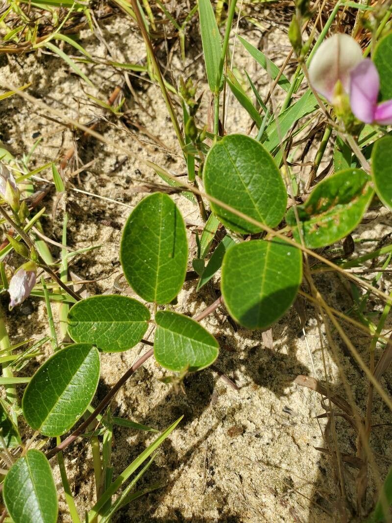 Galactia floridana — related species from the same genus