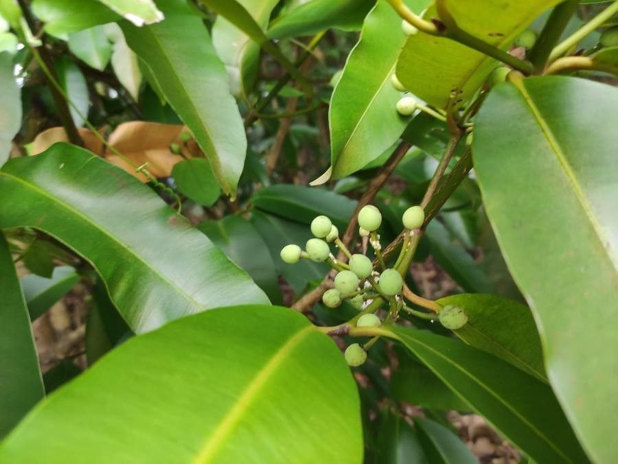 Calophyllum soulattri fruit