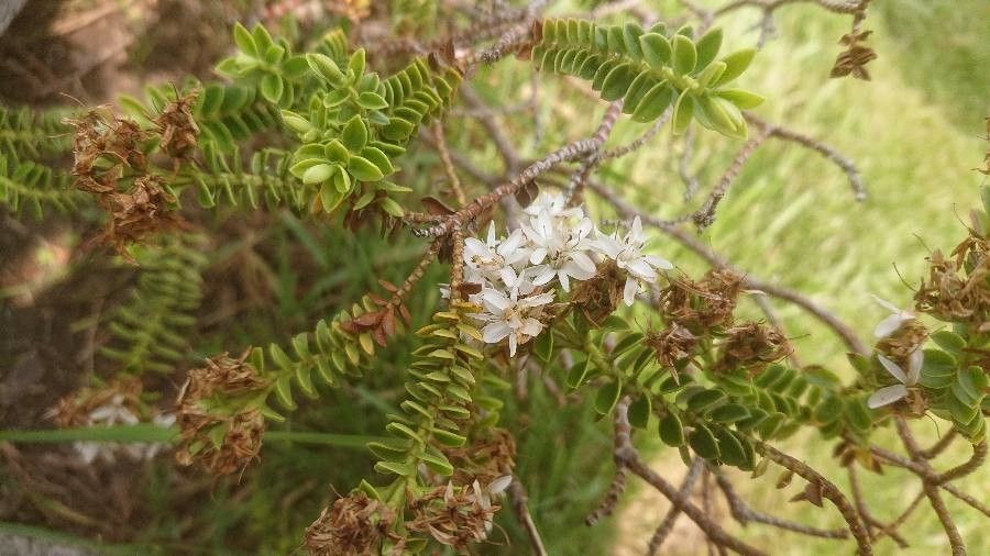 Osteomeles anthyllidifolia flower