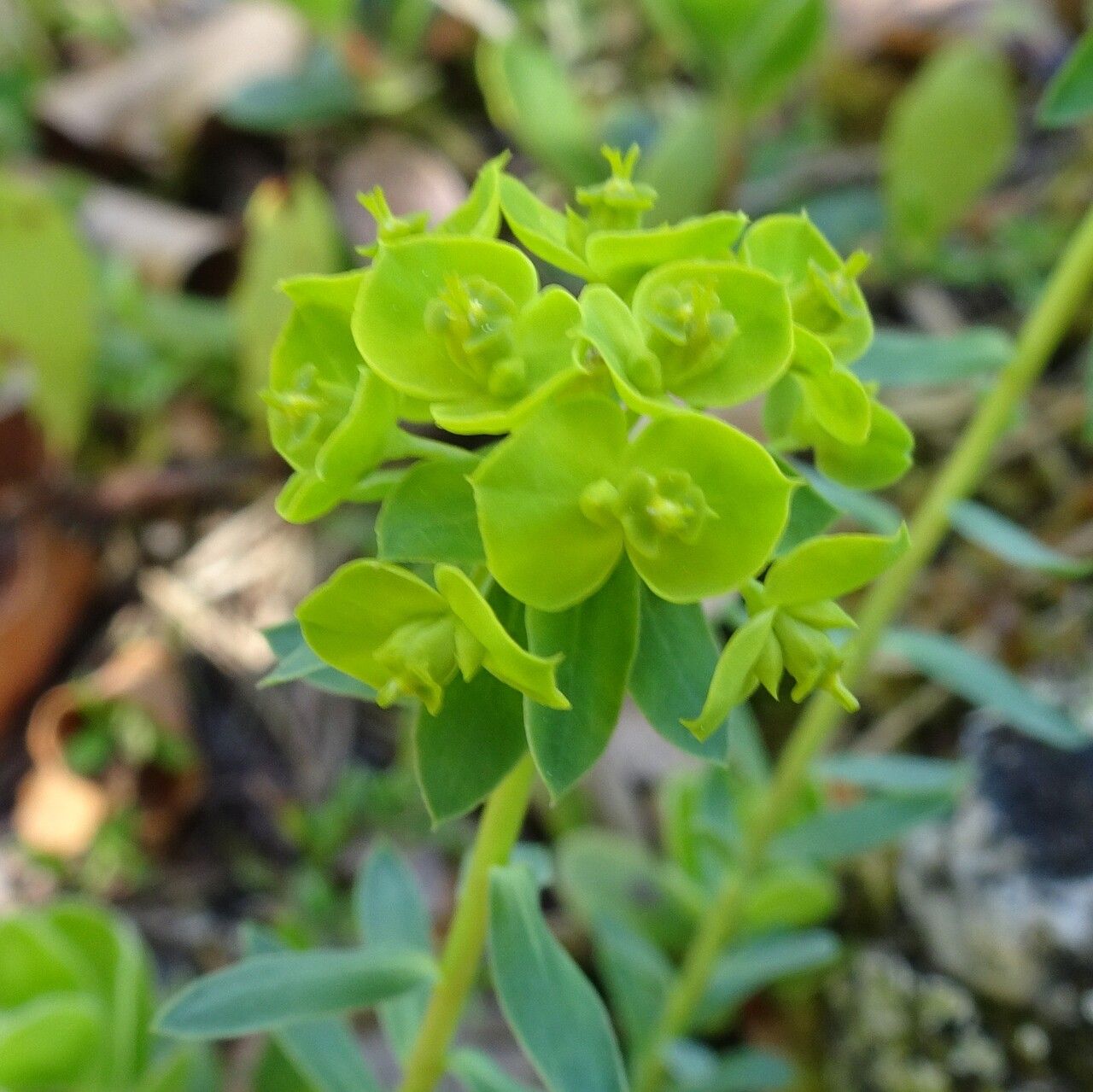 Euphorbia seguieriana flower
