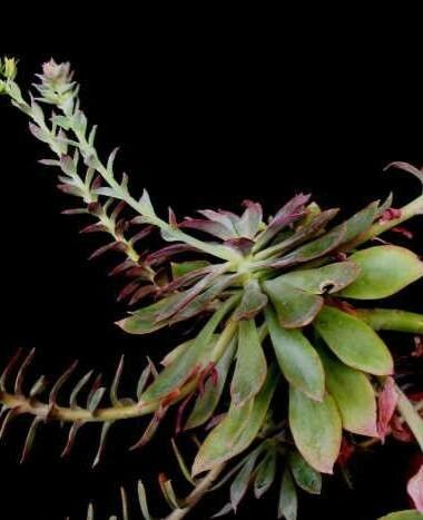 Echeveria rosea habit