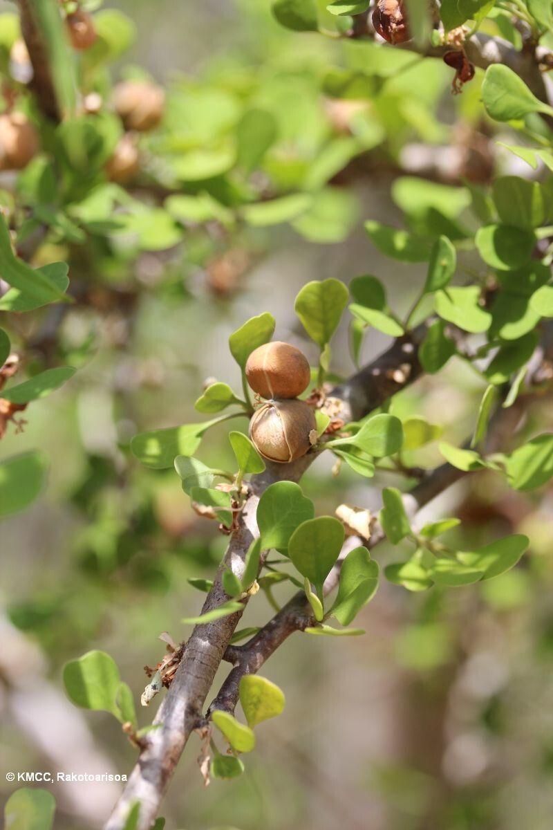 Euphorbia denisii — houseplant care guide