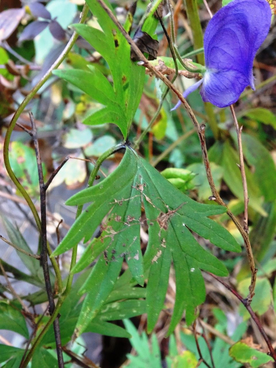 Aconitum volubile — search result for 'Aconitum'