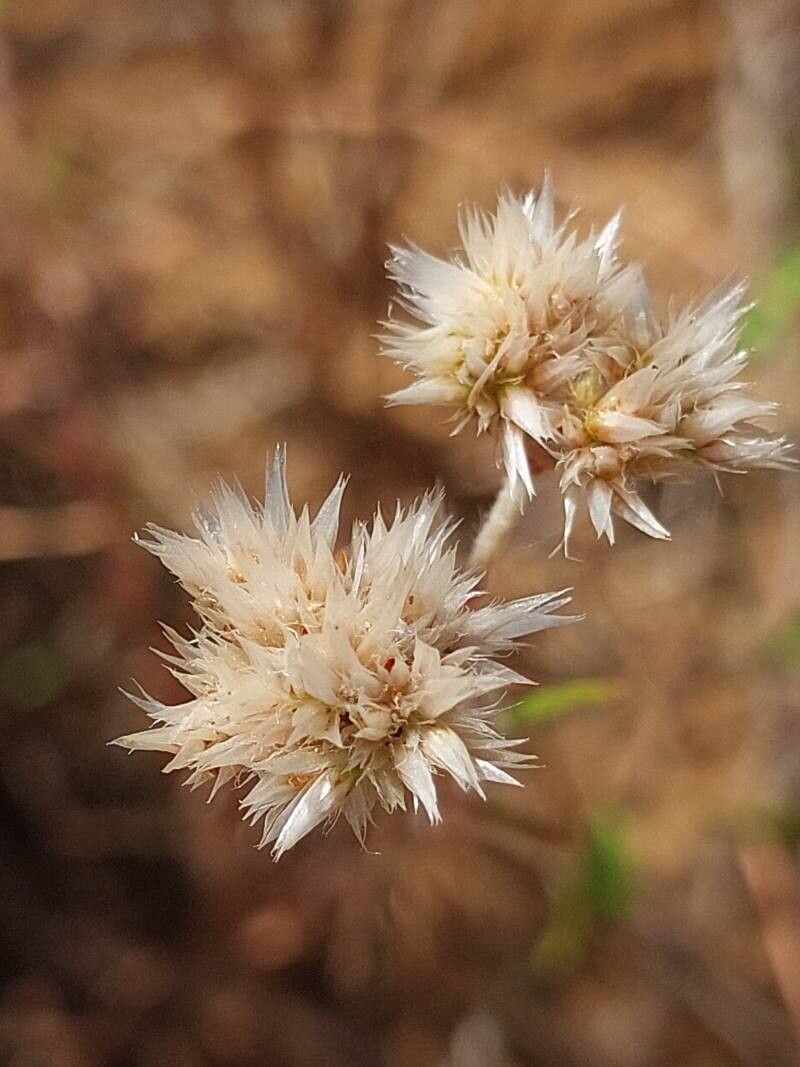 Polycarpaea corymbosa flower
