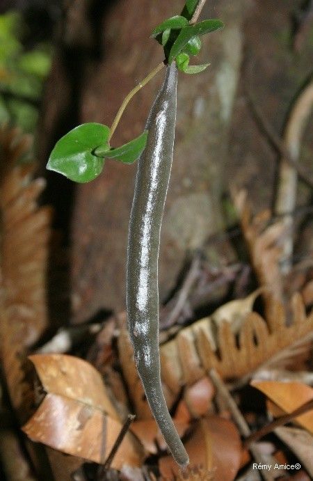 Atractocarpus aragoensis fruit