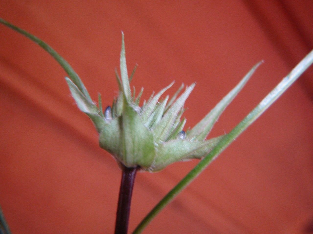 Phyteuma humile other