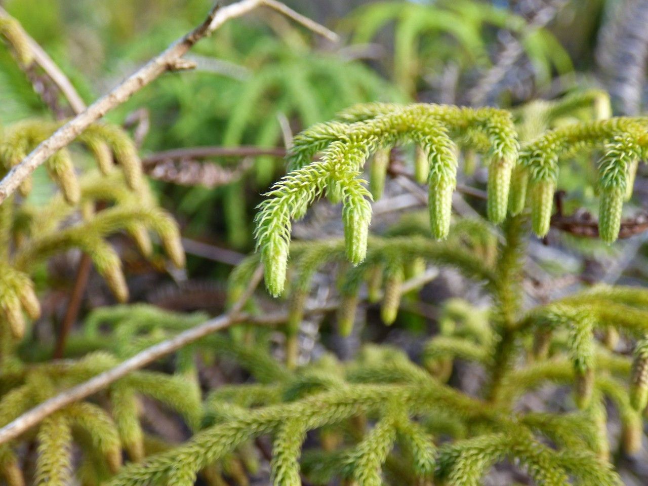 Lycopodiella cernua fruit