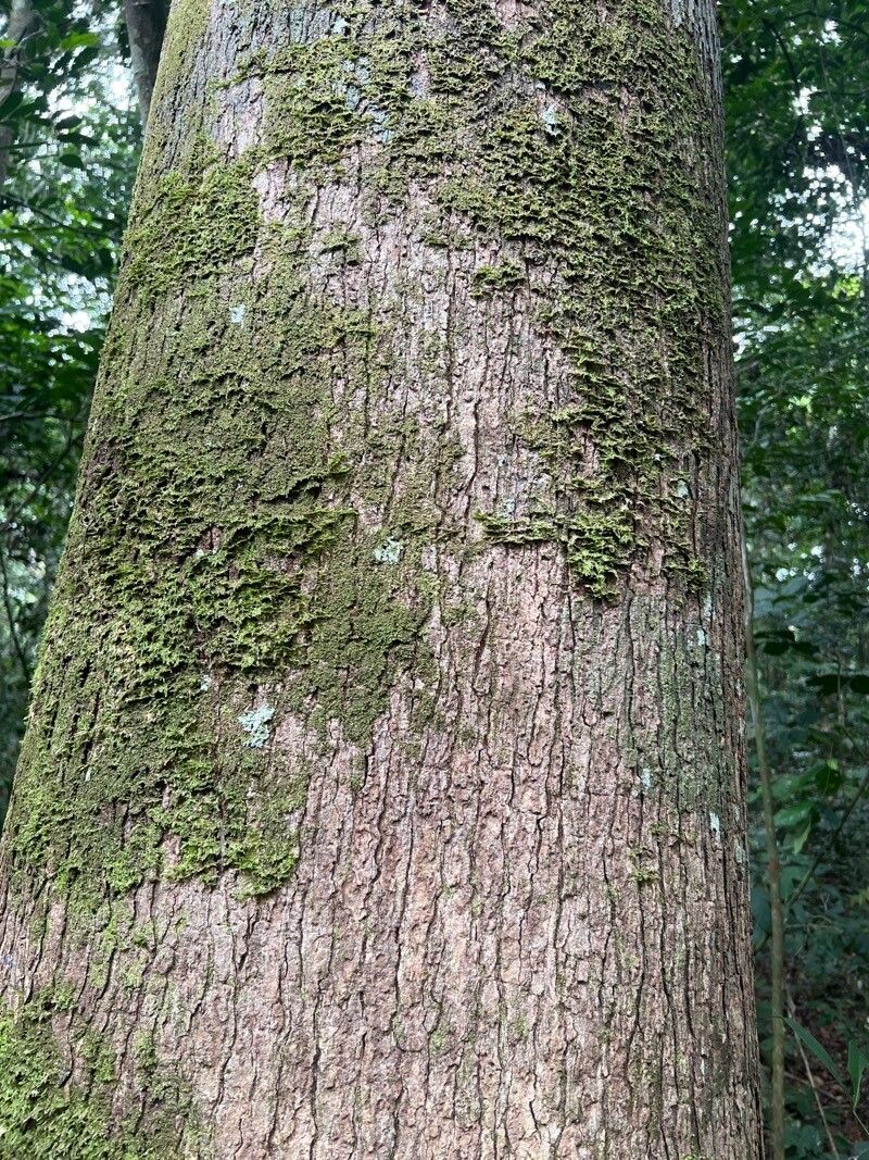 Canarium schweinfurthii bark