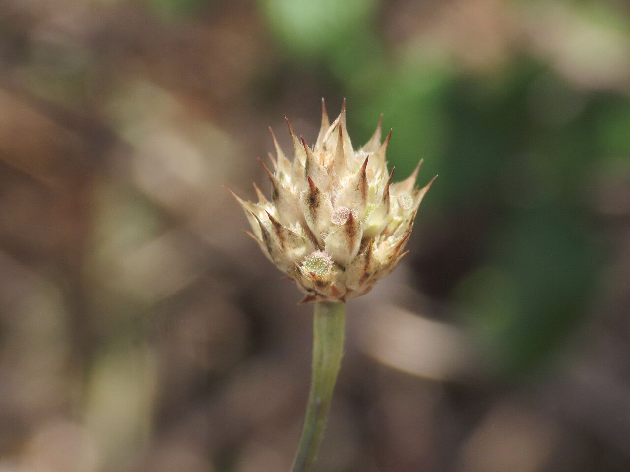 Cephalaria transylvanica fruit