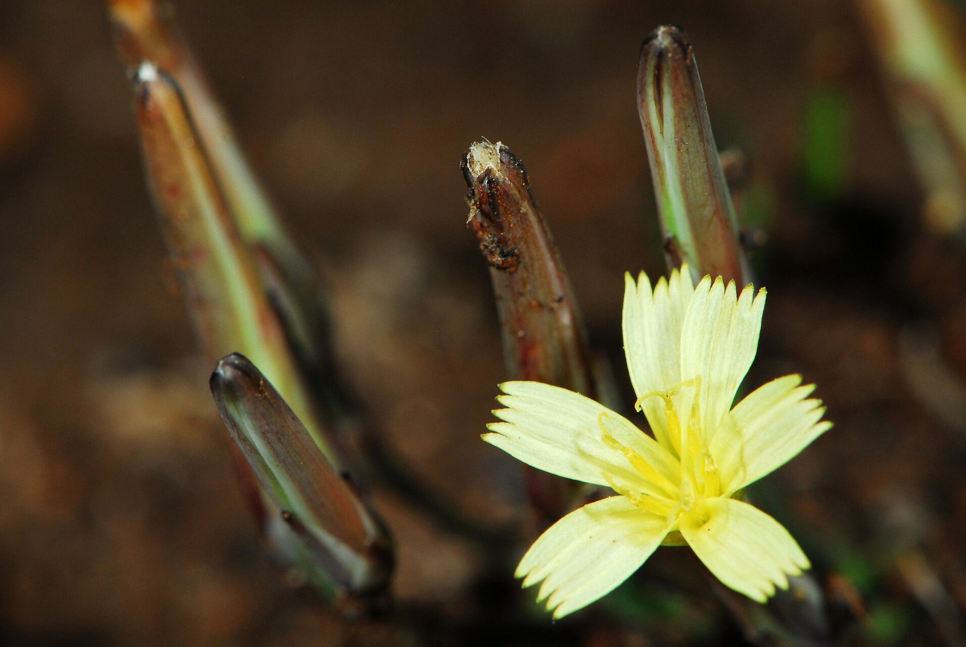 Launaea rarifolia flower