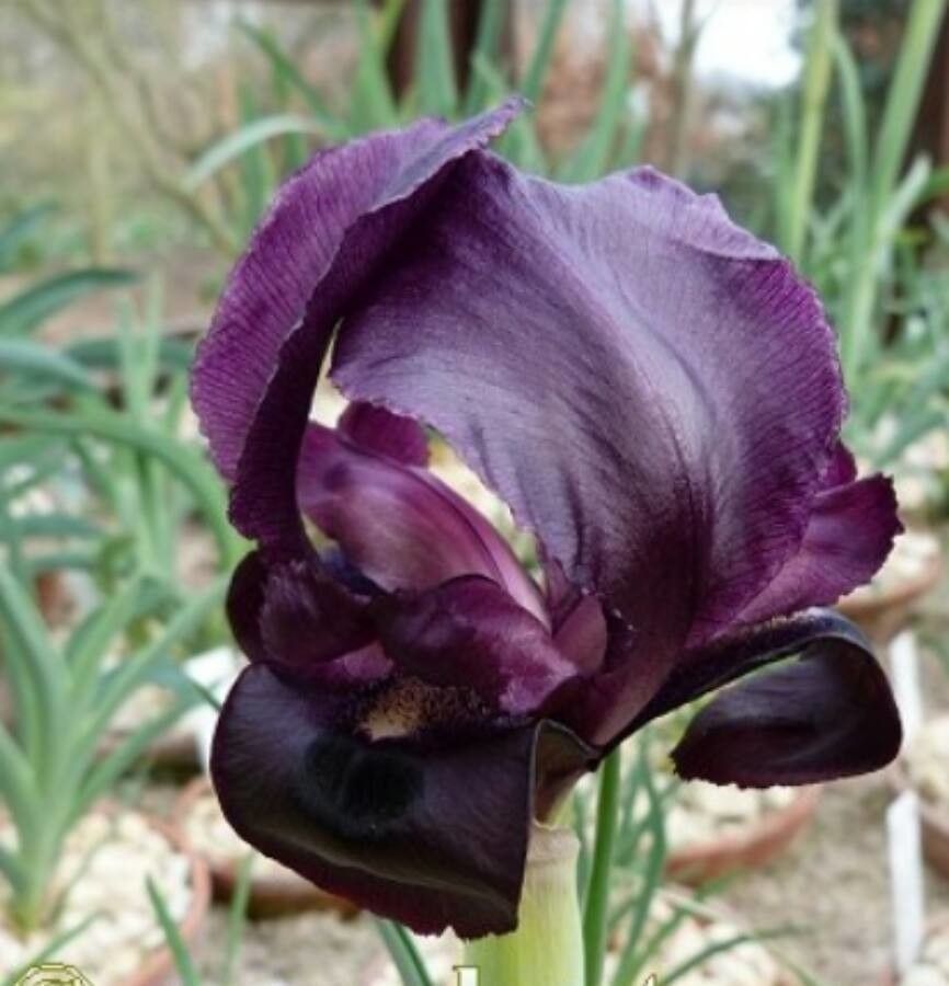 Iris assadiana — search result for 'Syria'